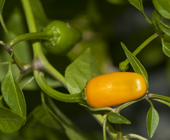 C. annuum var. 'Short Yellow Tabasco'