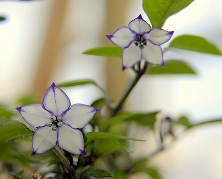 C. annuum var. 'CAP 1546'