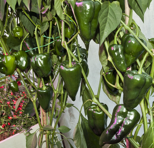 C. annuum var. 'Ancho Poblano'