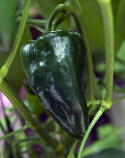C. annuum var. 'Ancho San Luis'