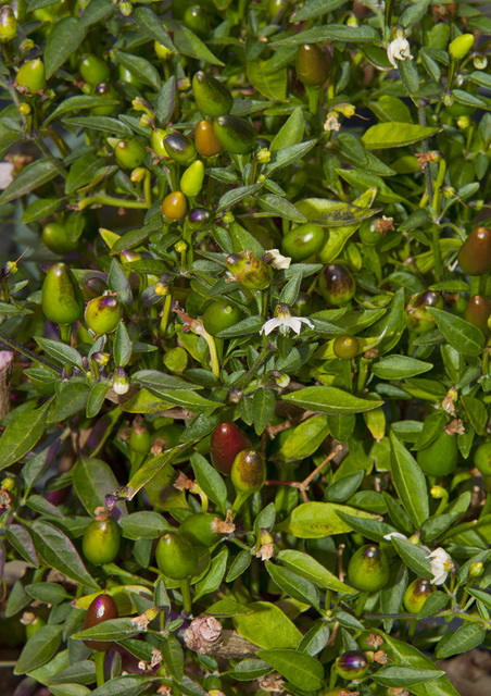 C. annuum var. 'Bird's Eye Baby'