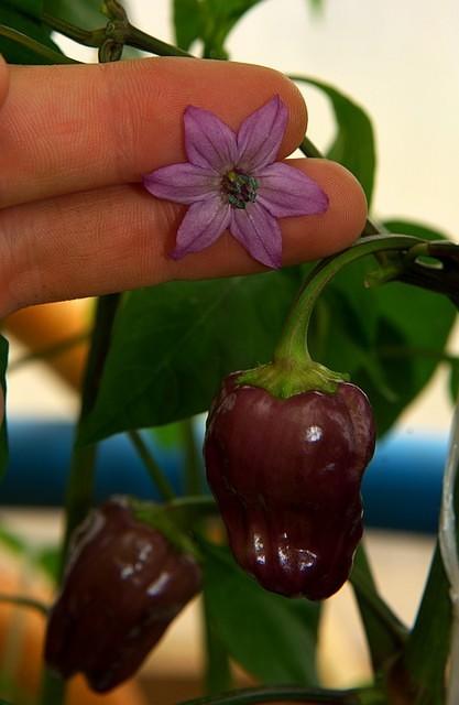 C. annuum var. 'Black Scorpion Tongue'