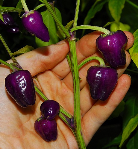 C. annuum var. 'Black Scorpion Tongue'