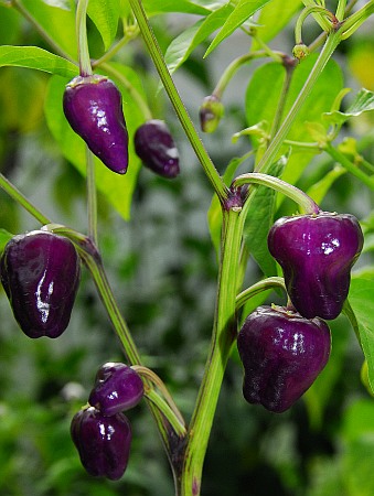 C. annuum var. 'Black Scorpion Tongue'