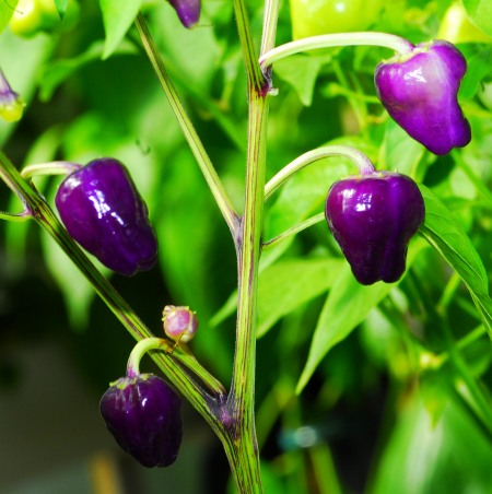 C. annuum var. 'Black Scorpion Tongue'