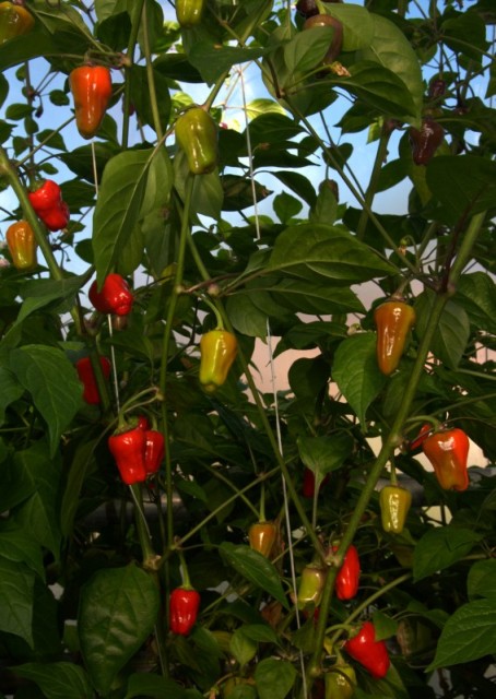 C. annuum var. 'Black Scorpion Tongue'