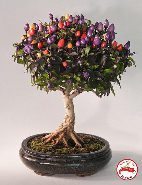 C. annuum var. 'Bolivian Rainbow'
