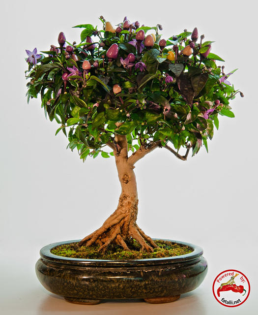 C. annuum var. 'Bolivian Rainbow'