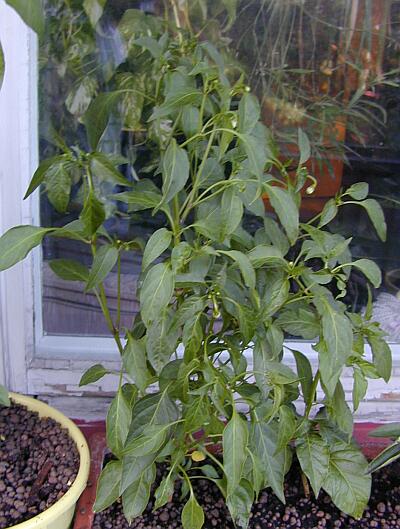 C. annuum var. 'Guajillo'