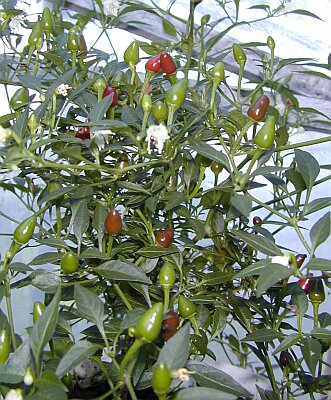 C. annuum var. 'Bird's Eye Baby'