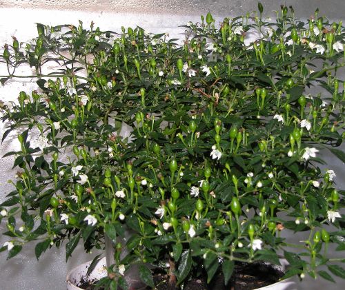 C. annuum var. 'Bird's Eye Baby'