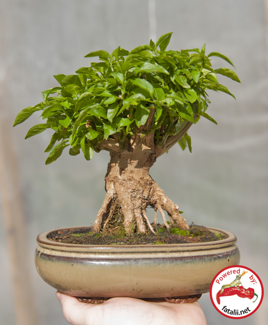 C. annuum var. 'Tepin, Guatemala'