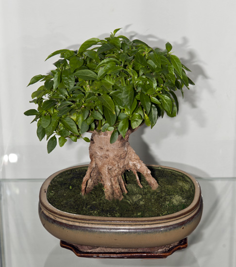 C. annuum var. 'Tepin, Guatemala'