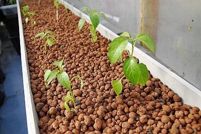 C. annuum var. 'Muchos Nachos Jalapeno'