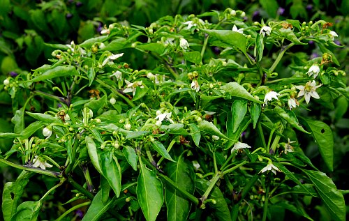 C. annuum var. 'Siberian Indoor Pepper'