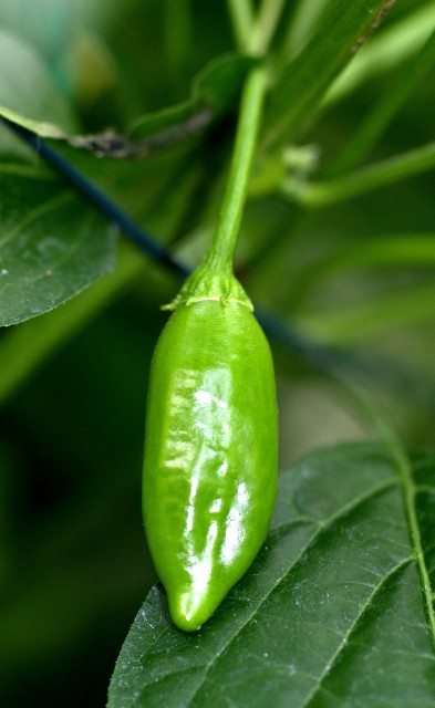 C. baccatum var. 'PI 260549'