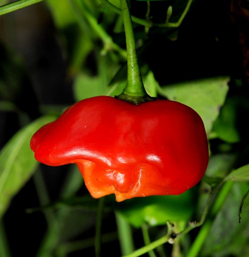 C. baccatum var. 'Pimenta Cambuci'