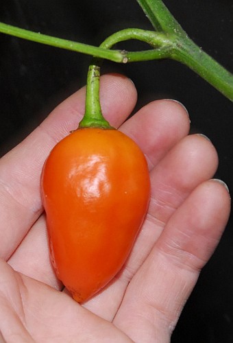 C. baccatum var. 'Mystery Baccatum'