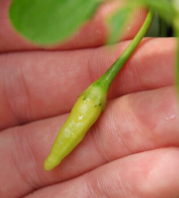 C. baccatum var. 'Aji Habanero'