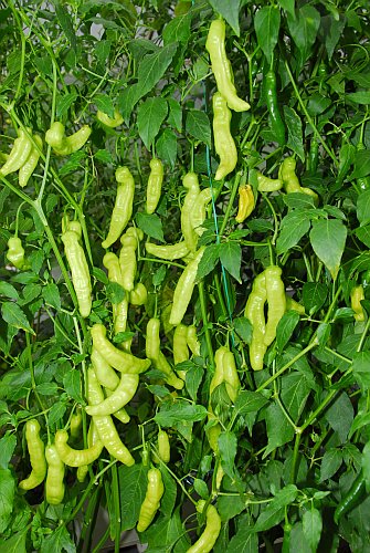 C. baccatum var. 'CAP 220'