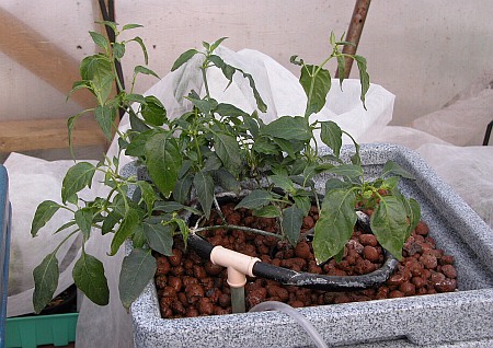 C. baccatum var. 'Champion'