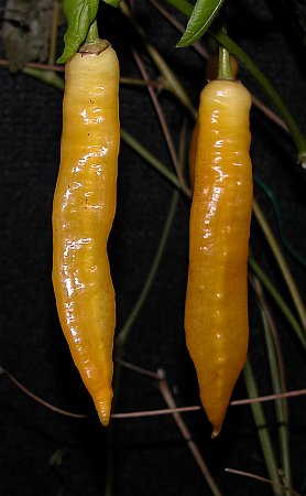 C. baccatum var. 'Aji Golden'