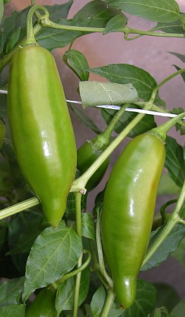 C. baccatum var. 'Kaleidoskop'