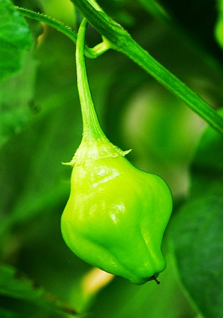 C. baccatum var. 'Lemon Drop x PI 441551 F3 #1'