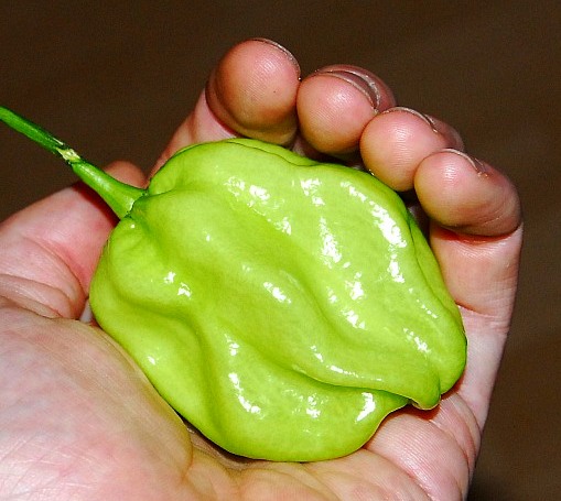 C. chinense var. 'Pink Habanero'