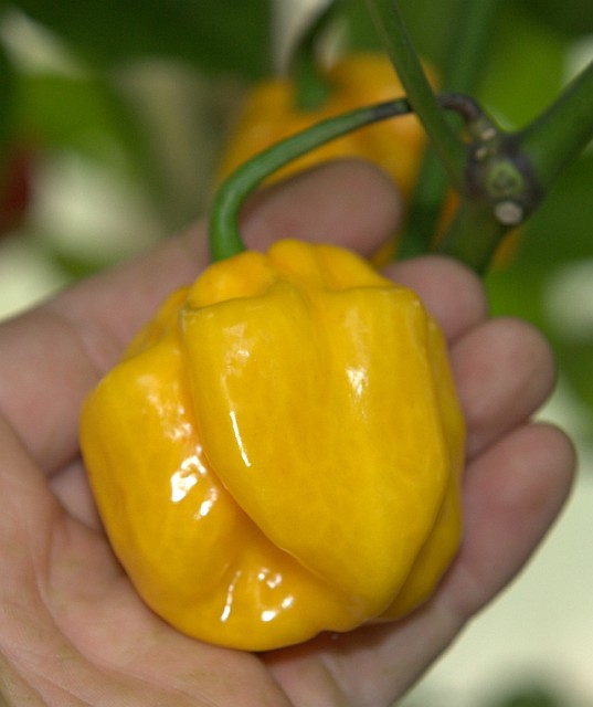 C. chinense var. 'Harold st. Barts'
