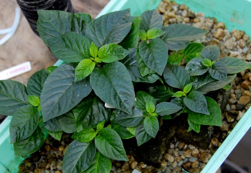 C. chinense var. 'Pink Habanero'