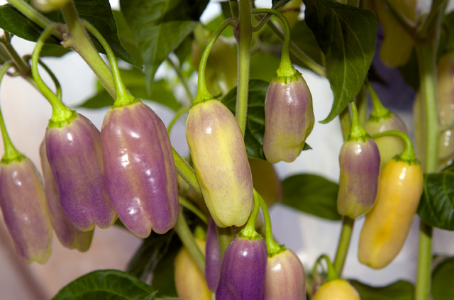 C. chinense var. 'Cajamarca'