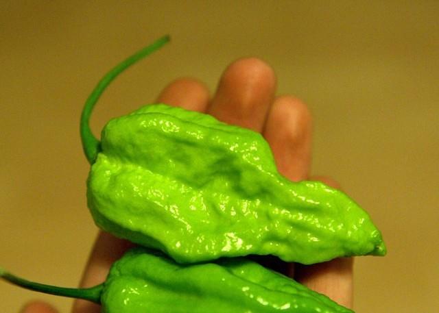 C. chinense var. 'Naga Morich'