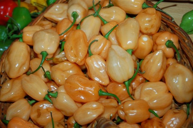 C. chinense var. 'Pink Habanero'