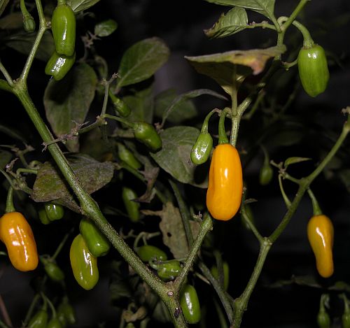 C. chinense var. 'Cumari o Passarinho'
