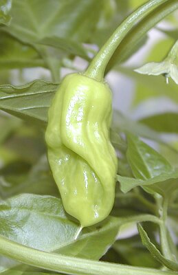 C. chinense var. 'Trinidad seasoning pepper'