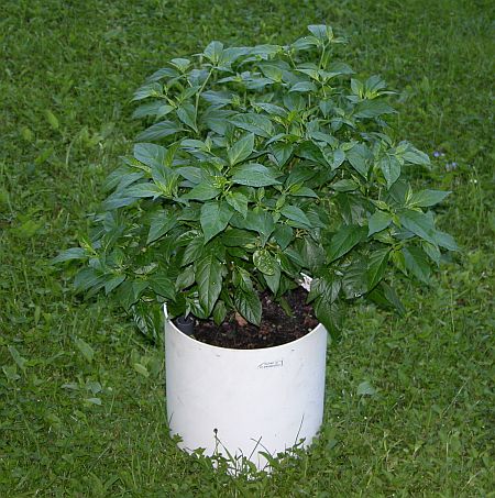 C. chinense var. 'Cumari o Passarinho'