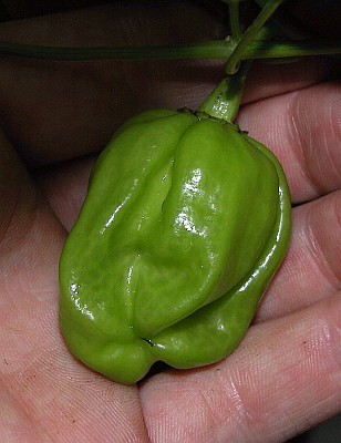 C. chinense var. 'Habanero Chocolate Caribbean'