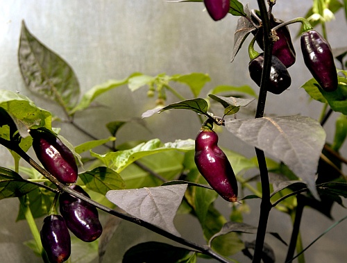 C. chinense var. 'Pimenta da Neyde'