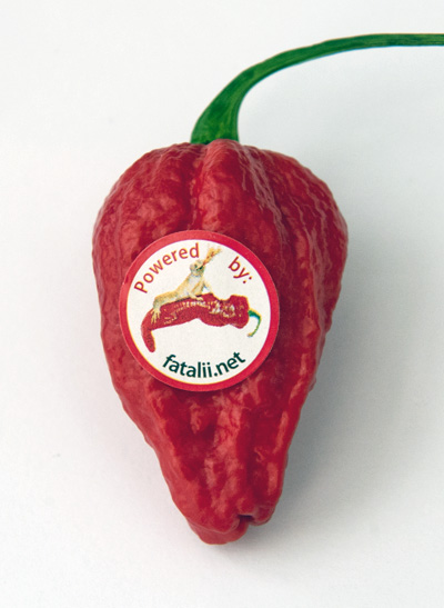 C. chinense var. 'Fatalii Gourmet Naga Morich'