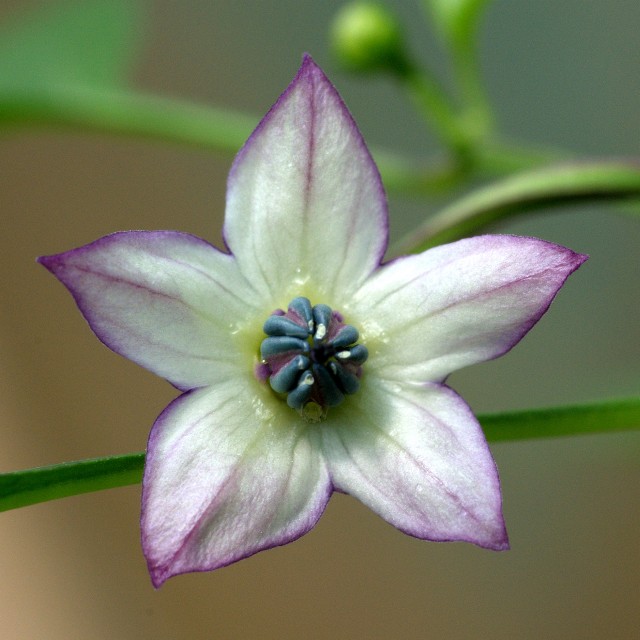C. annuum var. 'Black Scorpion Tongue'