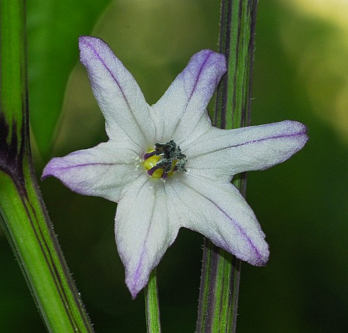 C. annuum var. 'Black Scorpion Tongue'