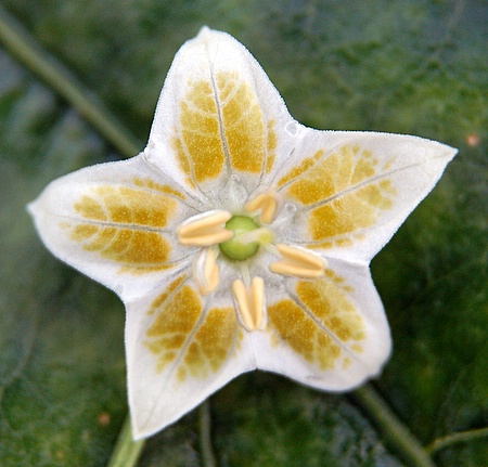C. baccatum var. 'CGN 22871'