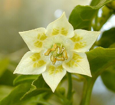 C. baccatum var. 'Aji Cito'