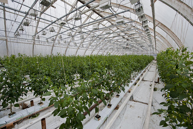 Aji Cristal greenhouse