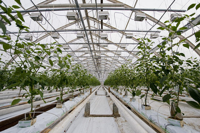 Huge greenhouses