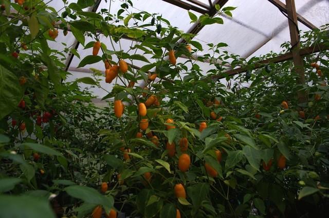 Greenhouse
