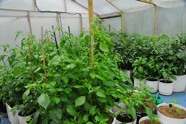 Greenhouse