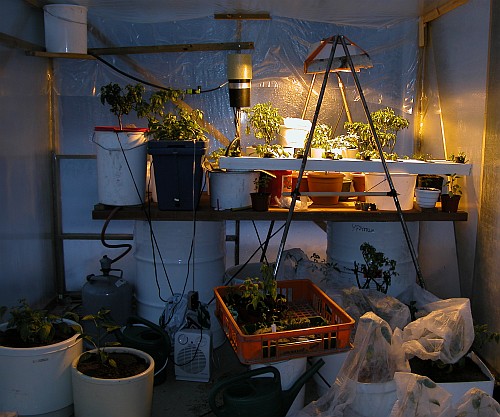 Greenhouse