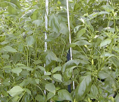Greenhouse